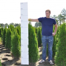 Thuja occidentalis 'Smaragd' 100-120 cm